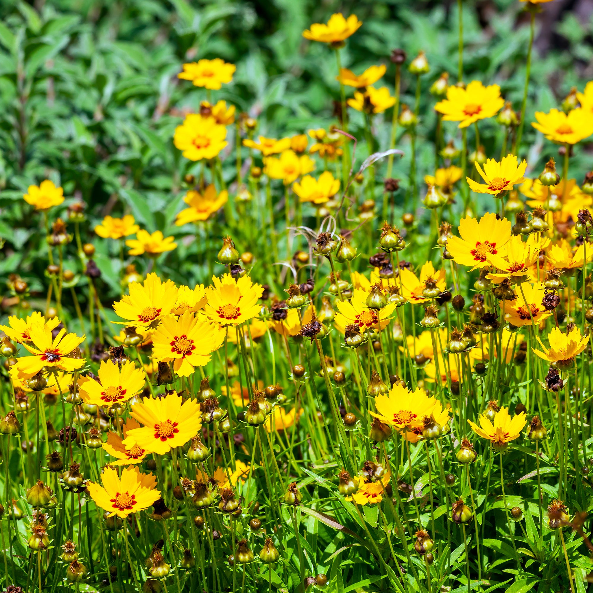 Bakker Coreopsis Sterntaler oeil de jeune fille pot 9cm jaune