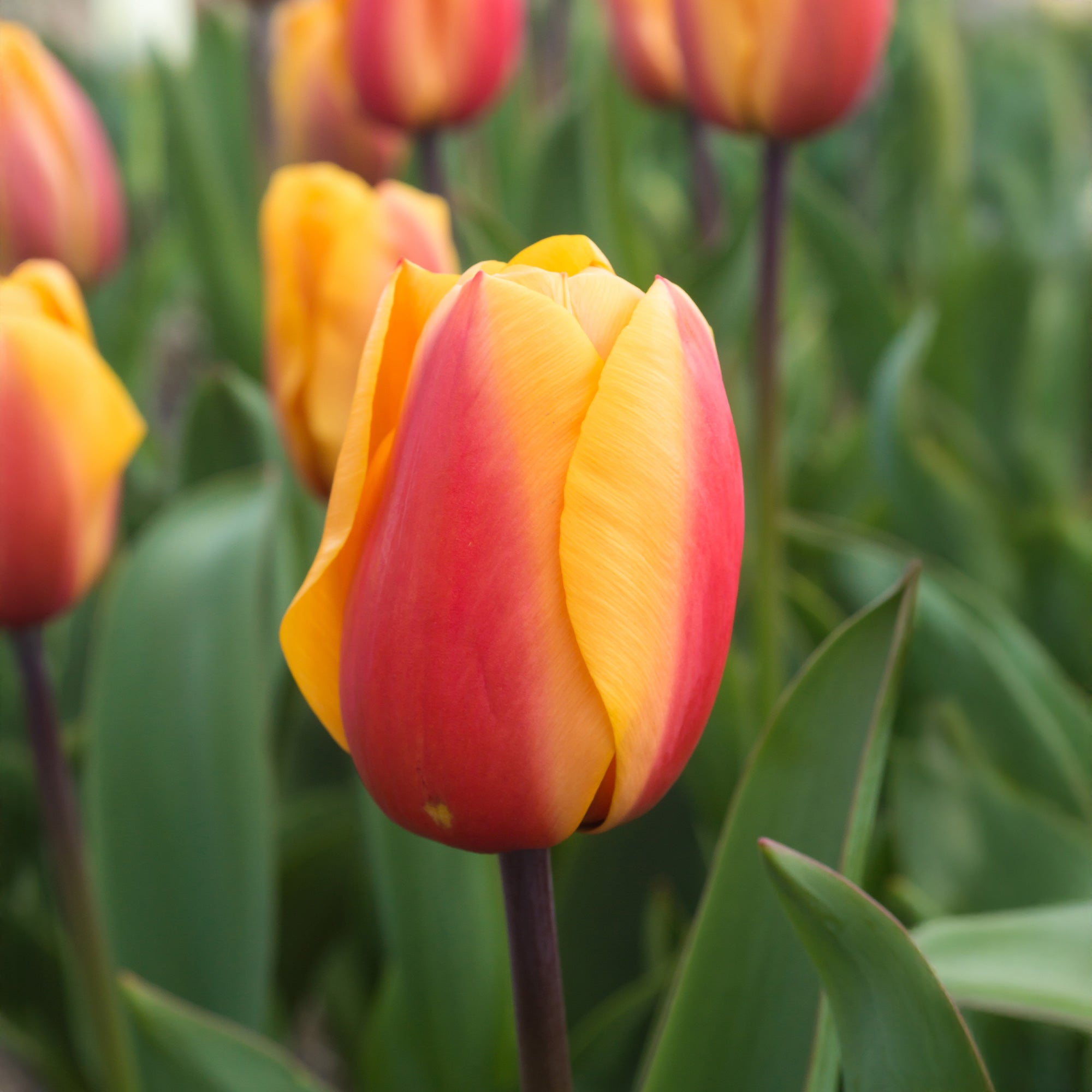 Bakker Tulipes Darwin Lalibela Salmon 8 bulbes