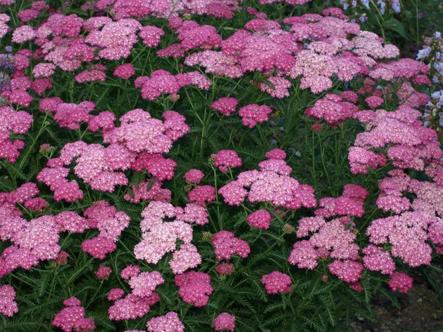 Passion Vivaces Achillea millefolium Excel plante vivace massif