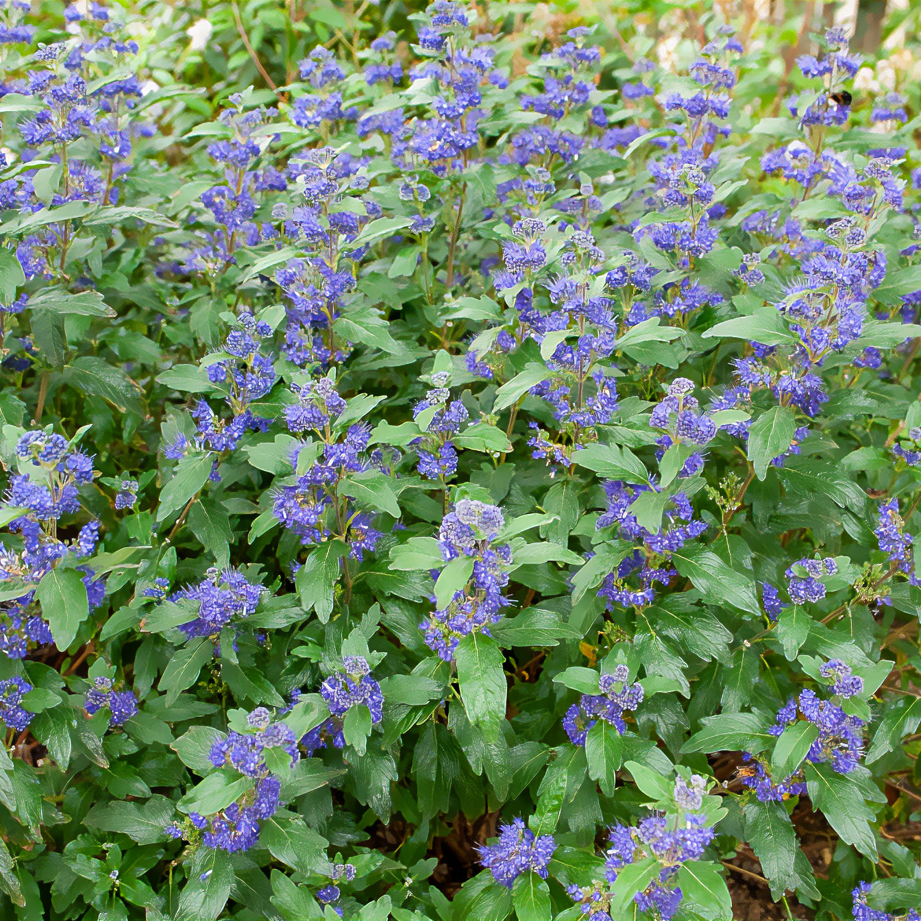Bakker Caryopteris Grand Bleu Inoveris arbuste pot 1,3L bleu