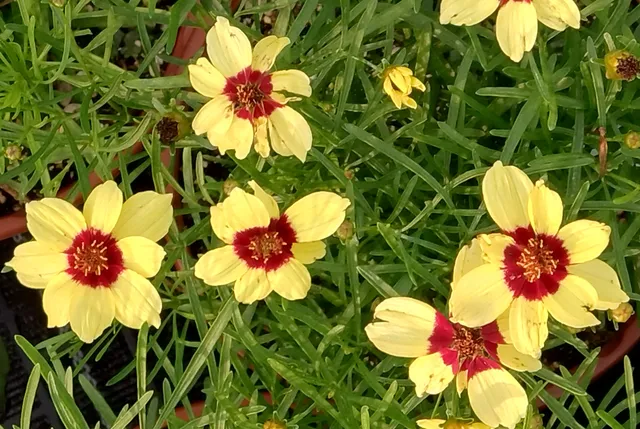 Passion Vivaces Coreopsis verticillata Sassy Saffron pot 1L jaune