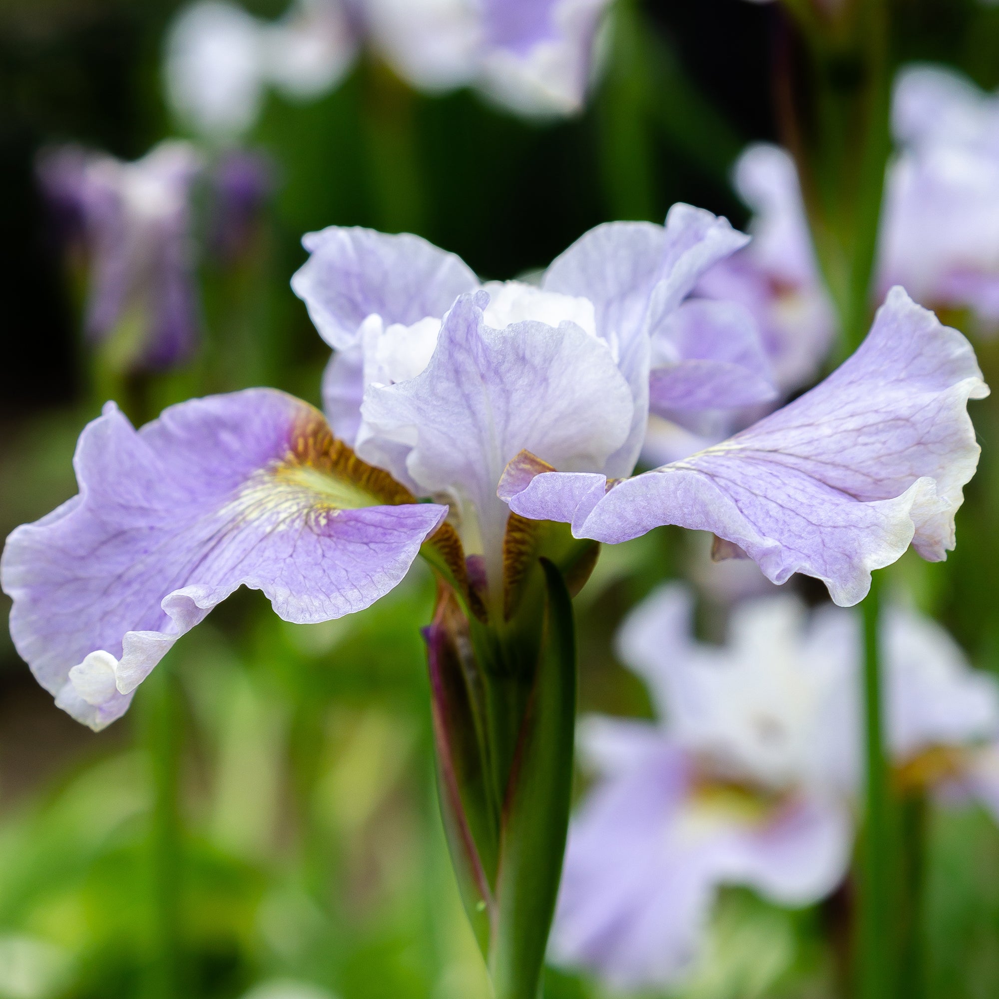 Bakker Dance Ballerina Dance iris de Sibérie pot 8cm