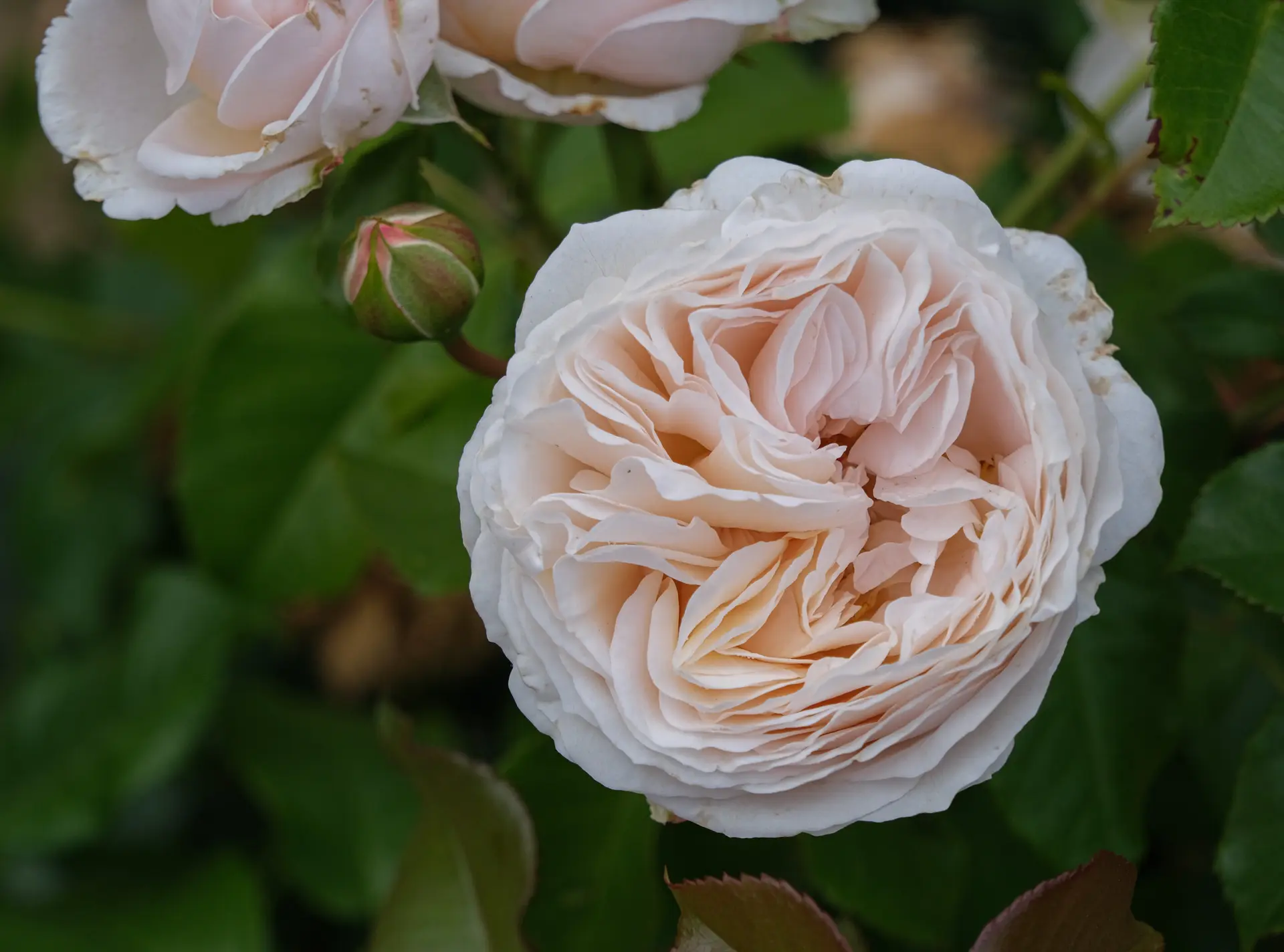 Michel Adam Trésor Adafloblanc rosier buisson crème agrumes