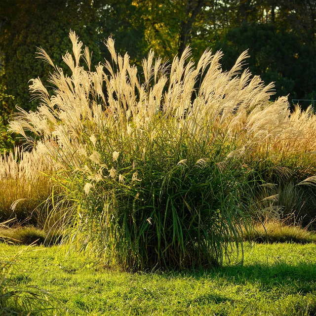 Bakker Eulalie Ghana miscanthus graminée pot Ø 9cm rouge