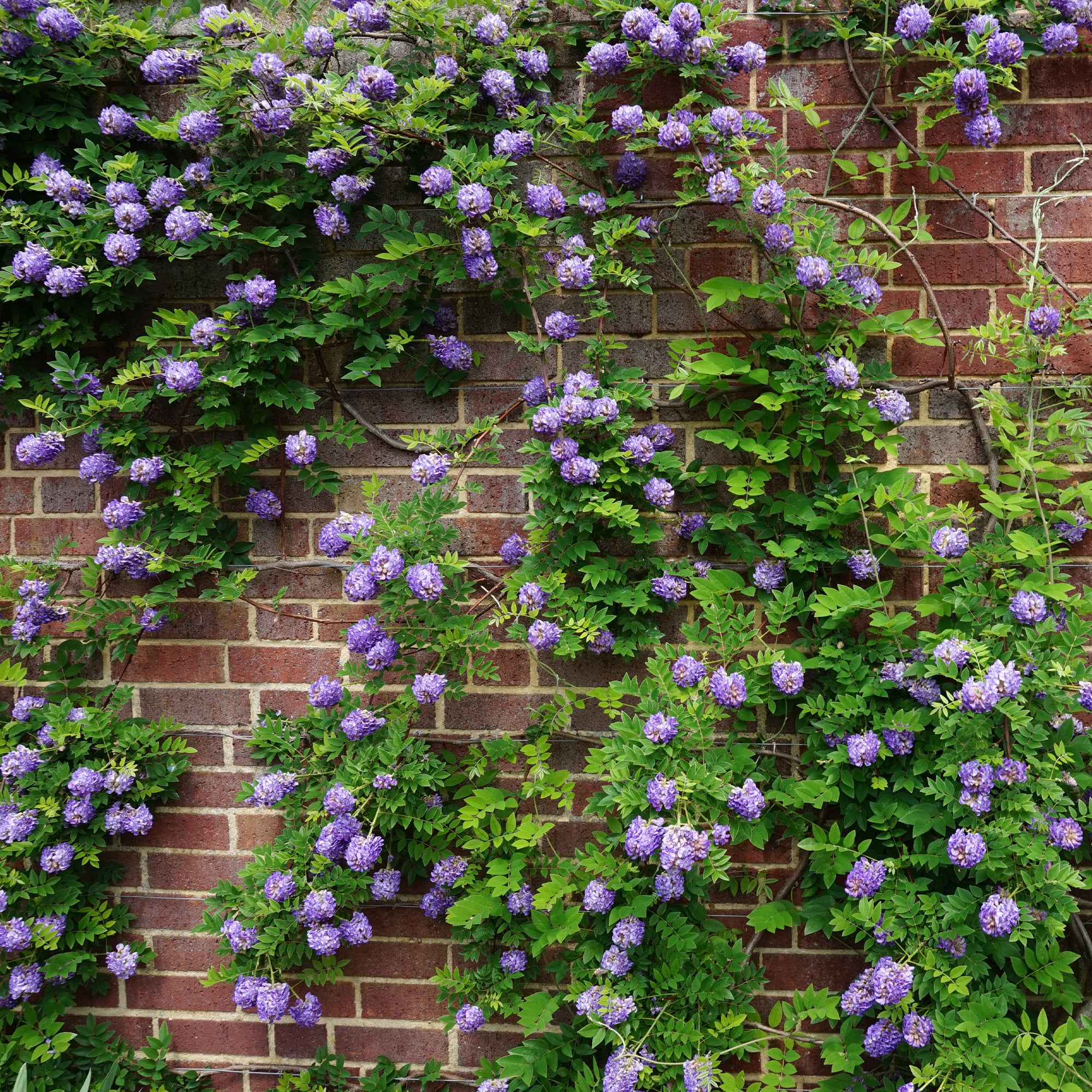 Bakker Glycine Toujours en fleurs grimpante pot 1.5L violette