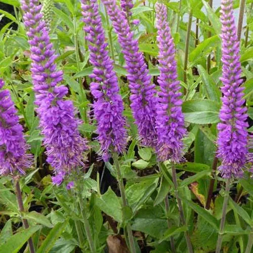 Bakker Véronique Purpleicious vivace pot Ø9cm violet