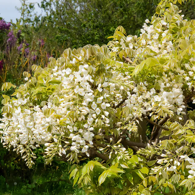 Bakker Shiro Kapitan glycine plante grimpante blanche pot 2L