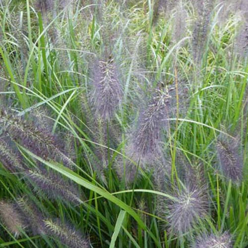 Bakker Pennisetum National Arboretum graminée pot 9cm