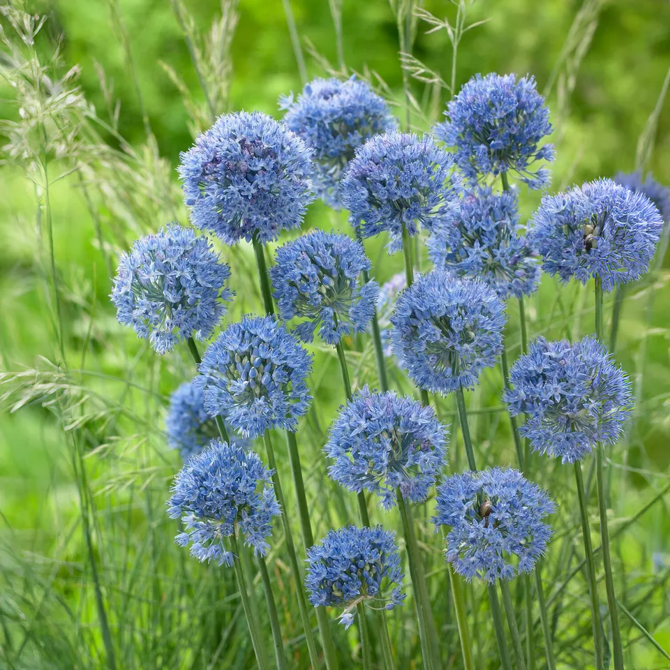 Bakker Allium bleu azureum bulbe fleur sachet 20 bulbes été