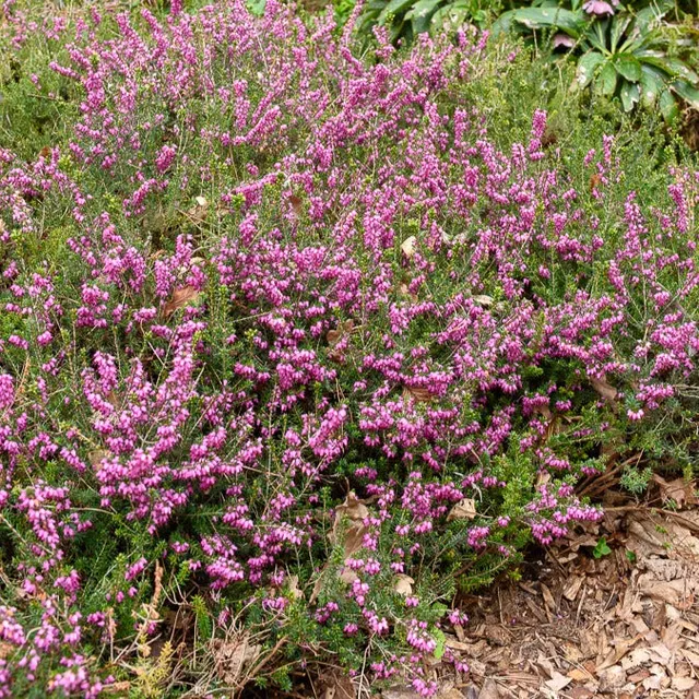 Bakker Furzey bruyère d'hiver pot 8cm fleurs roses