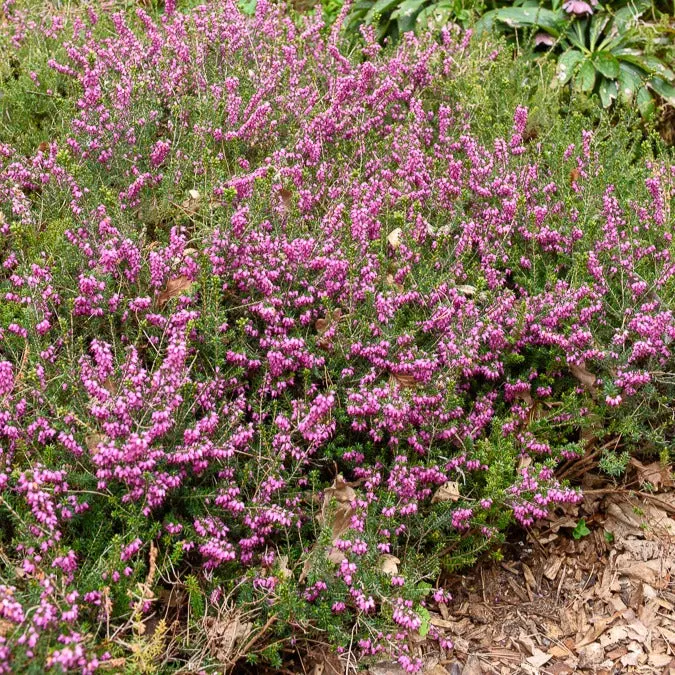 Bakker Furzey bruyère d'hiver pot 8cm fleurs roses