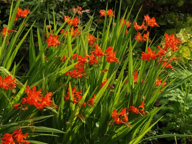 Passion Vivaces Crocosmia Limpopo plante vivace orange rose godet