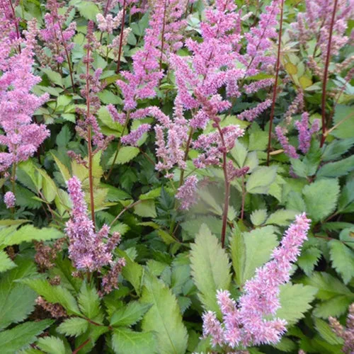 Bakker Astilbe Maggie Daley vivace rouge pot Ø9cm