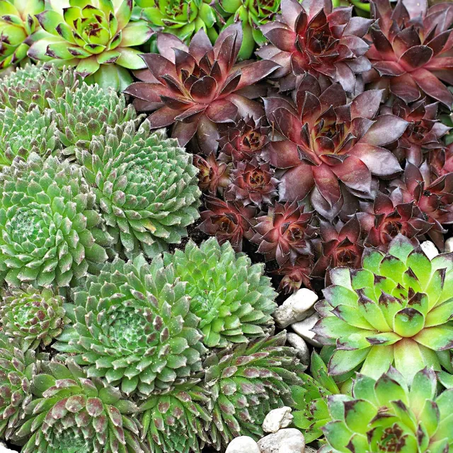 Bakker 6 Joubarbes en mélange pot Ø9cm vivace