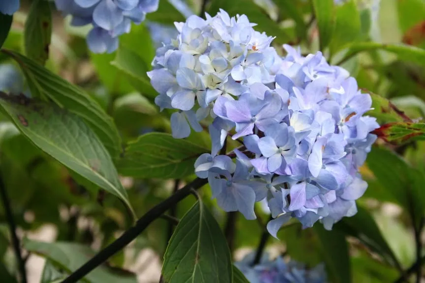 Les Hortensias du Haut Bois Nigra hortensia tiges noires rose