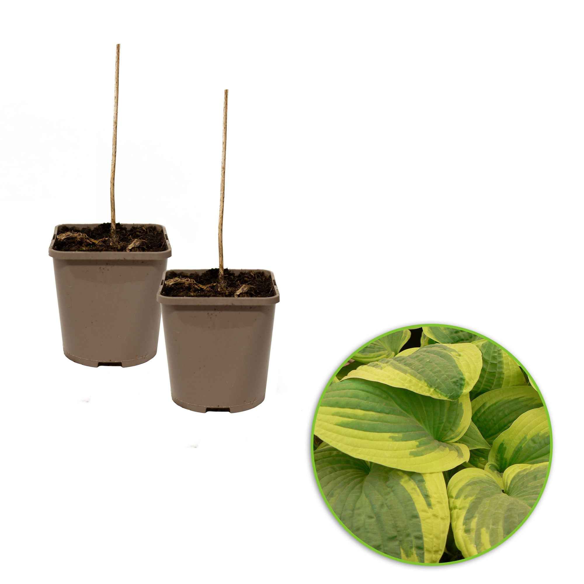 Bakker Vivaces Hosta Wide Brim plante pot Ø9cm panaché