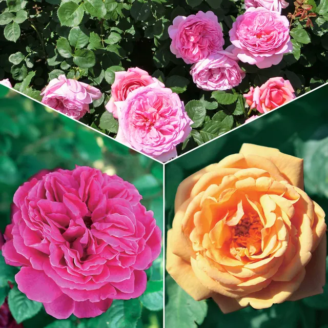 Bakker Collection 3 Rosiers anglais racines nues parfumés