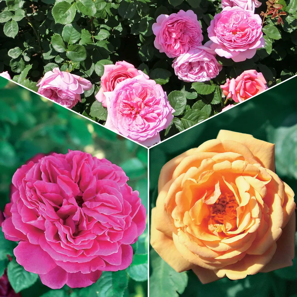 Bakker Collection 3 Rosiers anglais racines nues parfumés