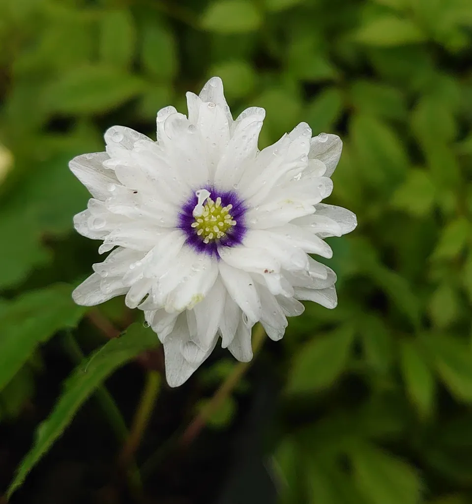Passion Vivaces Anemone nemorosa Blue Eyes blanche godet