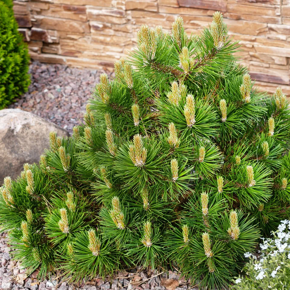 Bakker Pin des montagnes Pinus mugo pot 3L 20-30cm