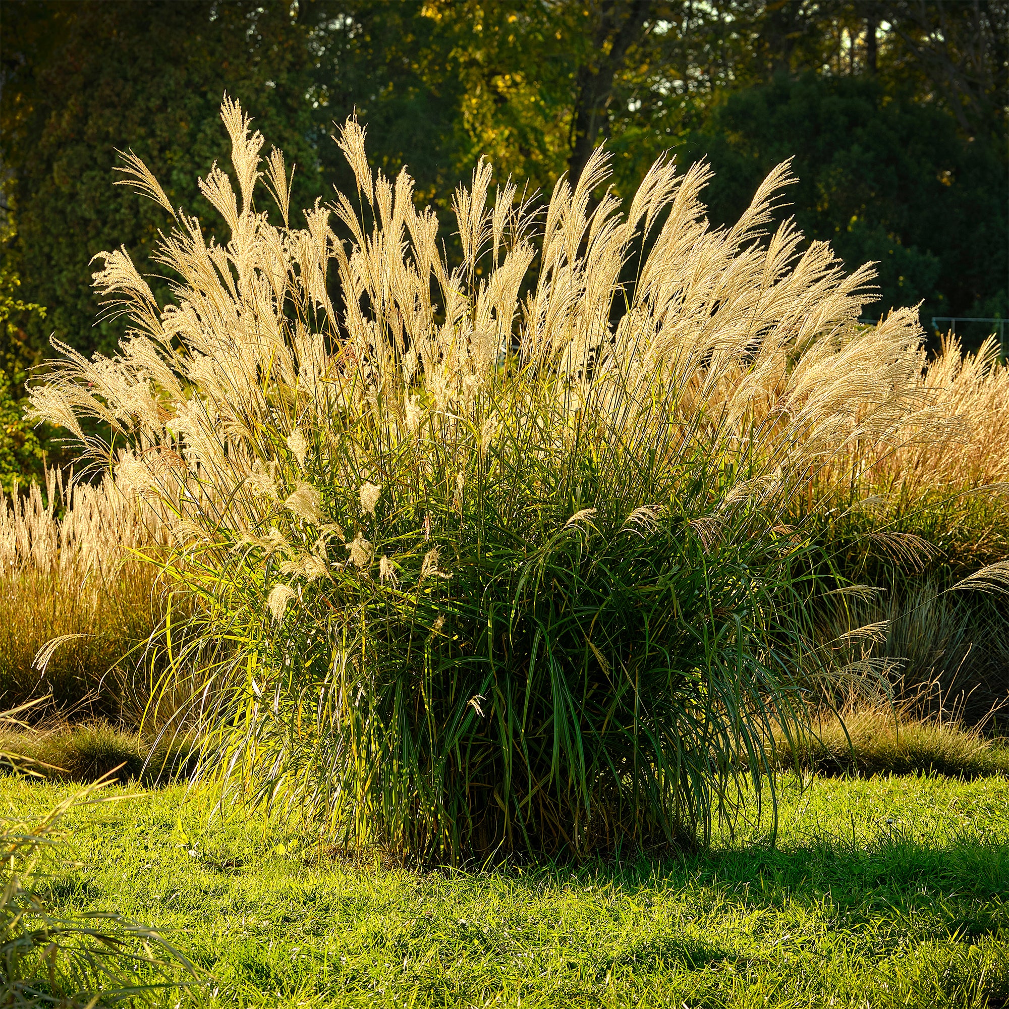 Bakker Eulalie Ghana miscanthus graminée pot Ø 9cm rouge