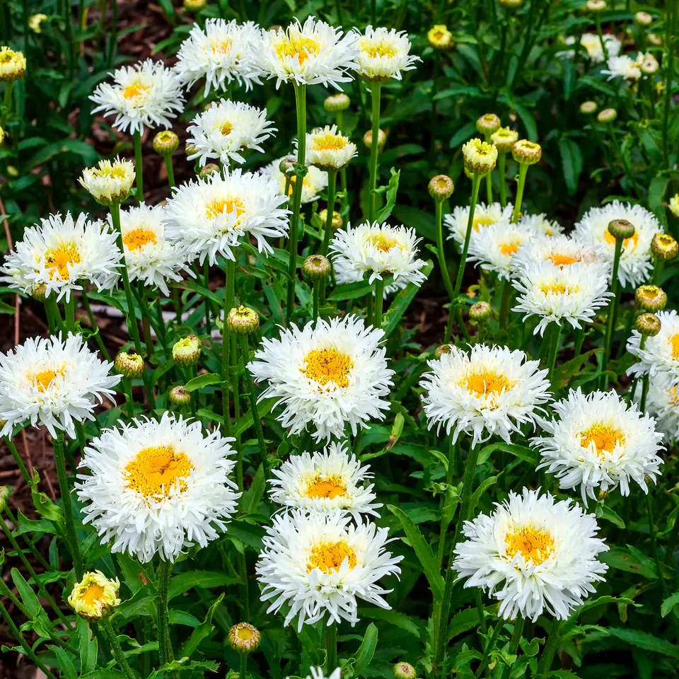 Bakker Coconut marguerite d'été vivace pot 9cm blanc