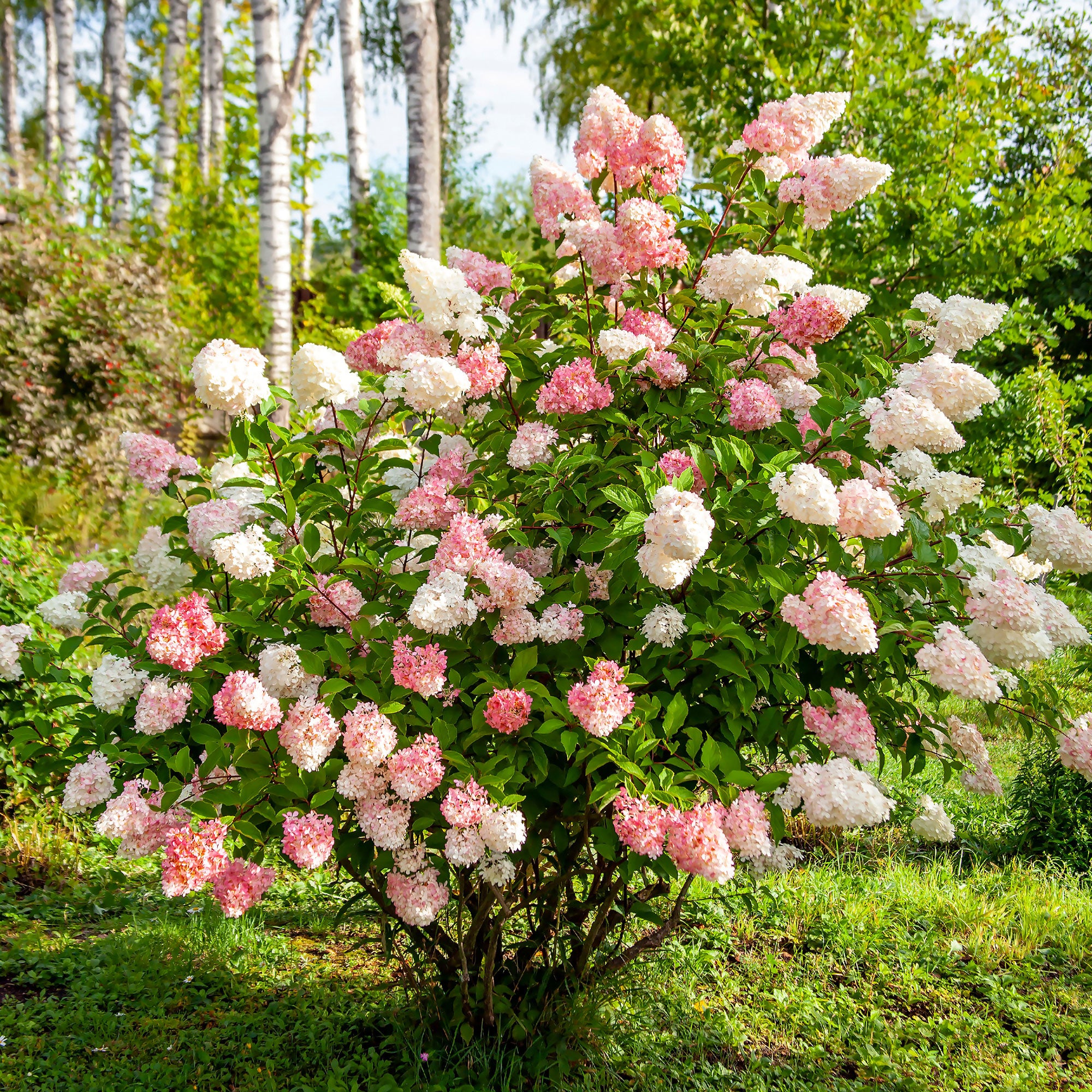 Bakker Vanille Fraise hortensia paniculé pot 1,3L 20-30 cm