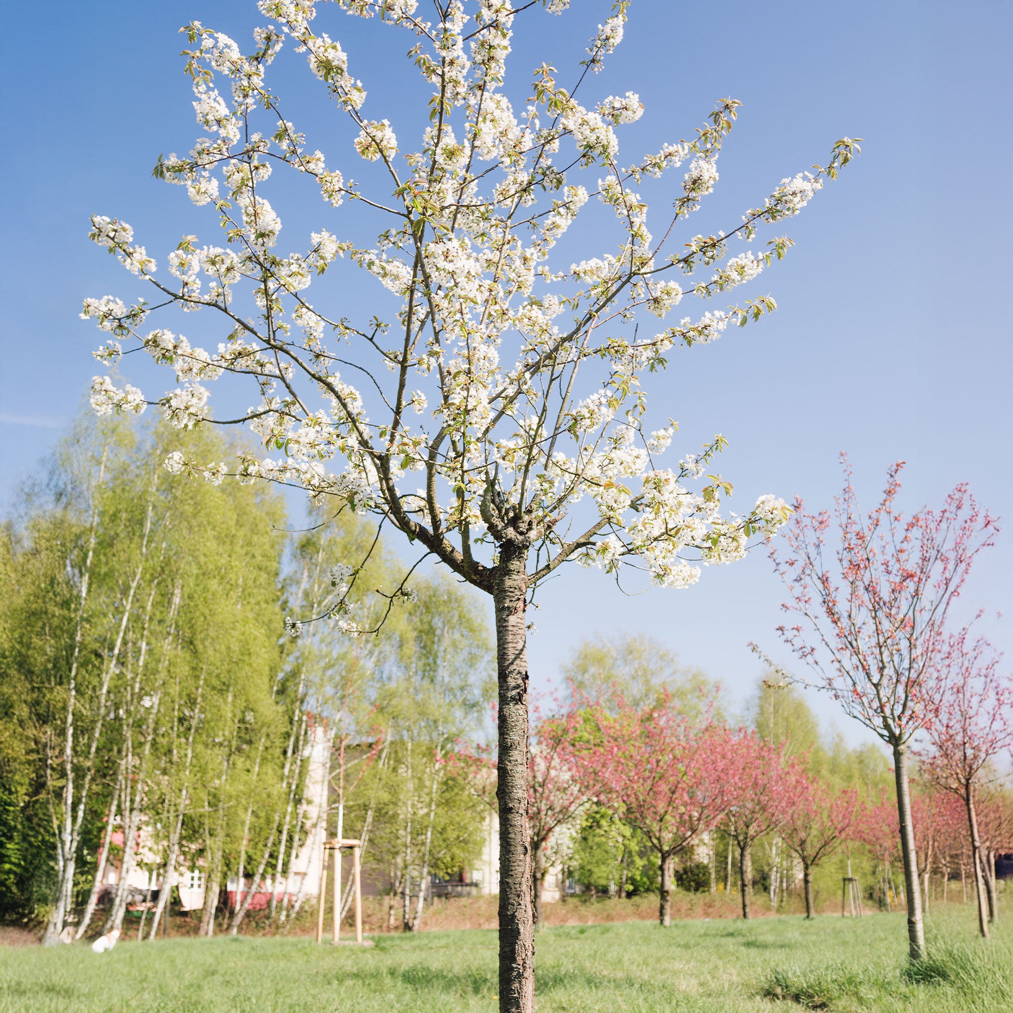 Bakker Merisier des oiseaux pot 2L arbre fleurs blanches 80-100cm