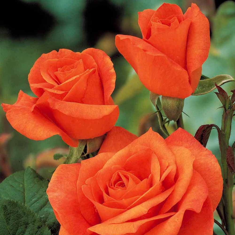 Bakker Doris Tysterman rosier buisson motte orange 90 cm