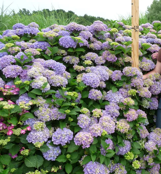 Les Hortensias du Haut Bois Botanique du Japon hortensia fleurs rondes godet