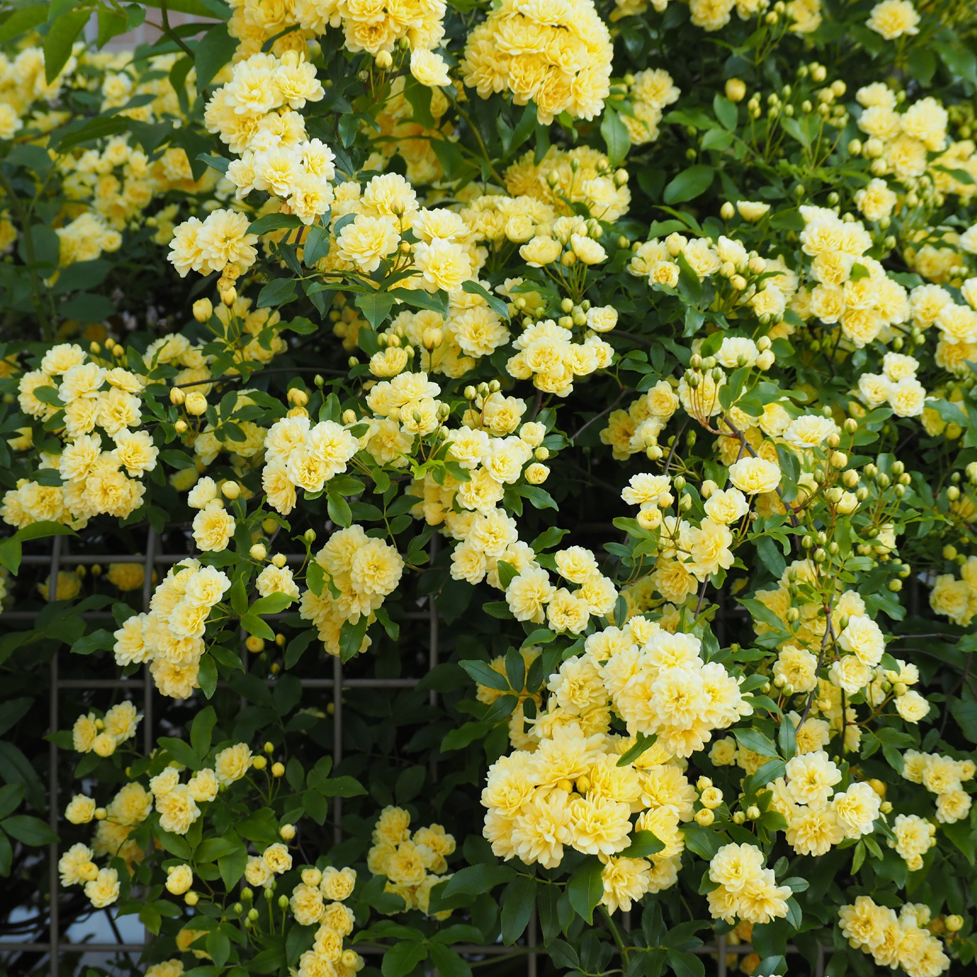 Bakker Rosiers rosier Banks jaune grimpant sans épines pot
