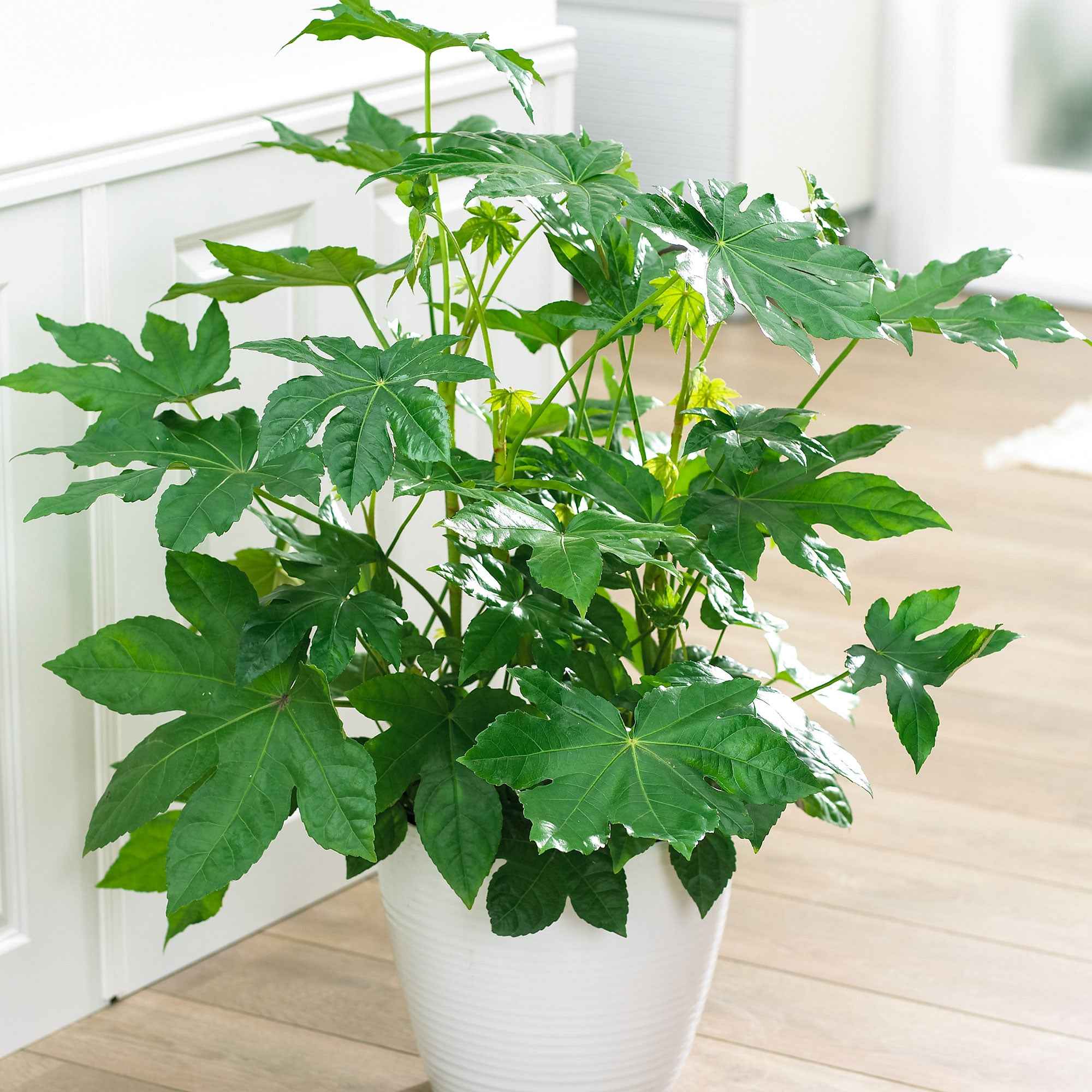 Bakker Aralia du Japon Fatsia japonica plante verte pot Ø9cm
