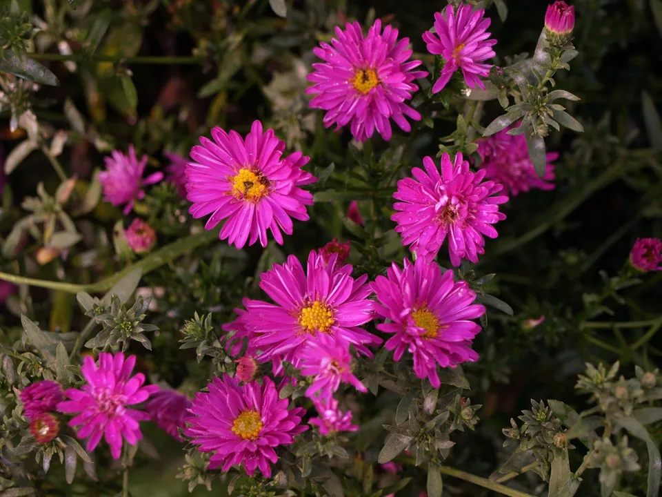 Passion Vivaces Aster dumosus Alert vivace godet fleur rose