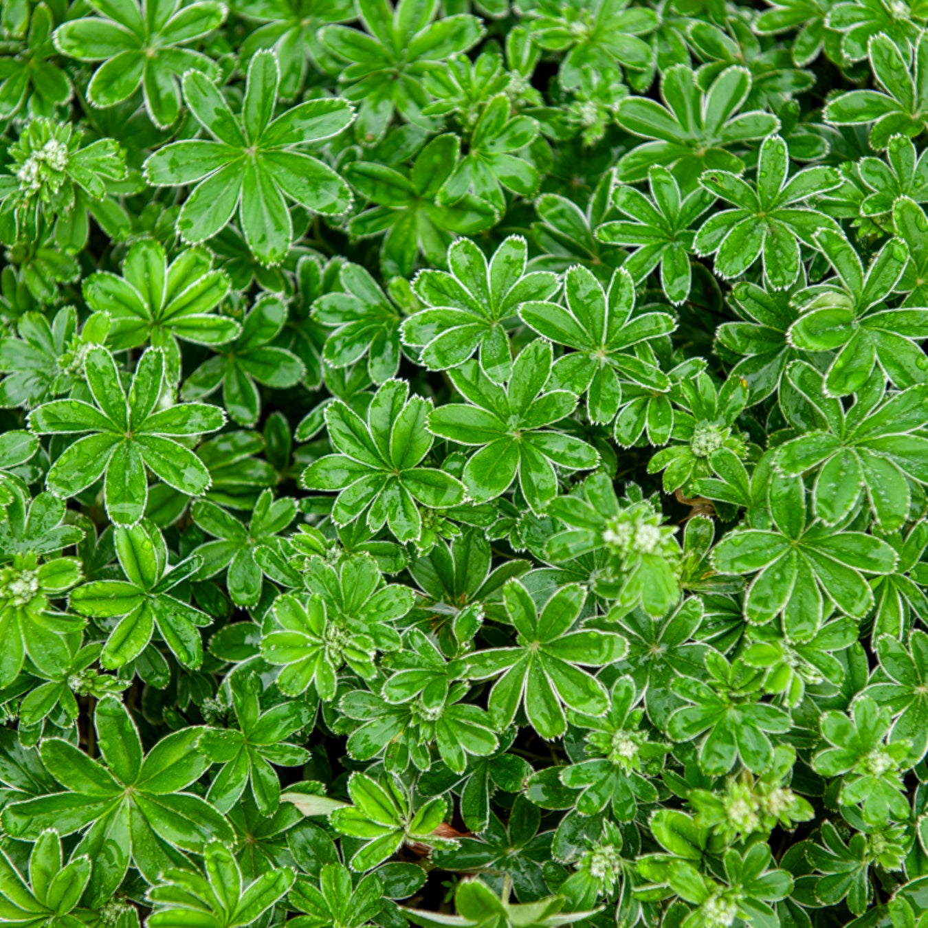 Bakker Alchémille des Alpes vivace pot Ø9cm feuillage argenté