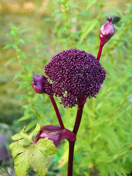 Passion Vivaces Angelica Gigas plante pot 1L rouge pourpre
