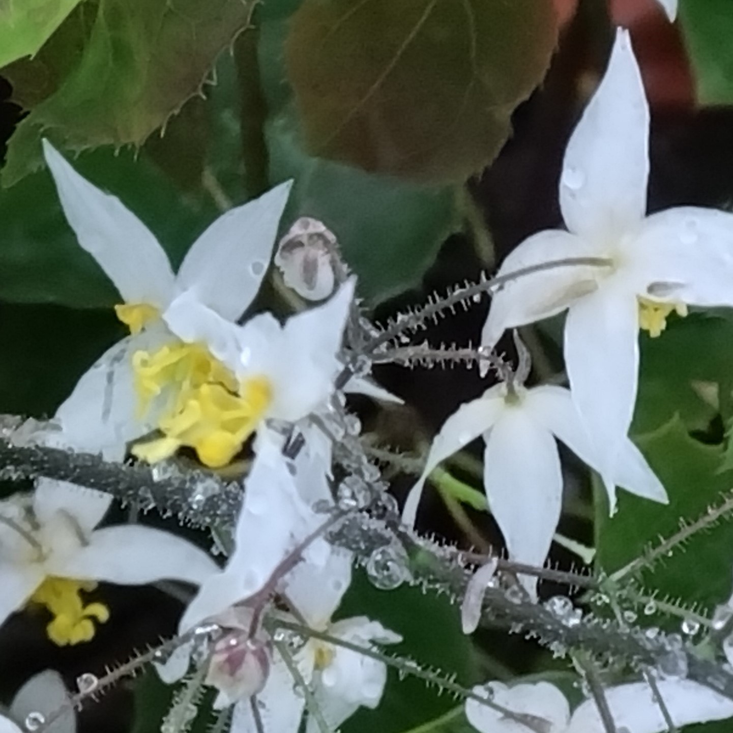 Passion Vivaces Epimedium Wudang Star plante vivace pot 1L fleurs blanches