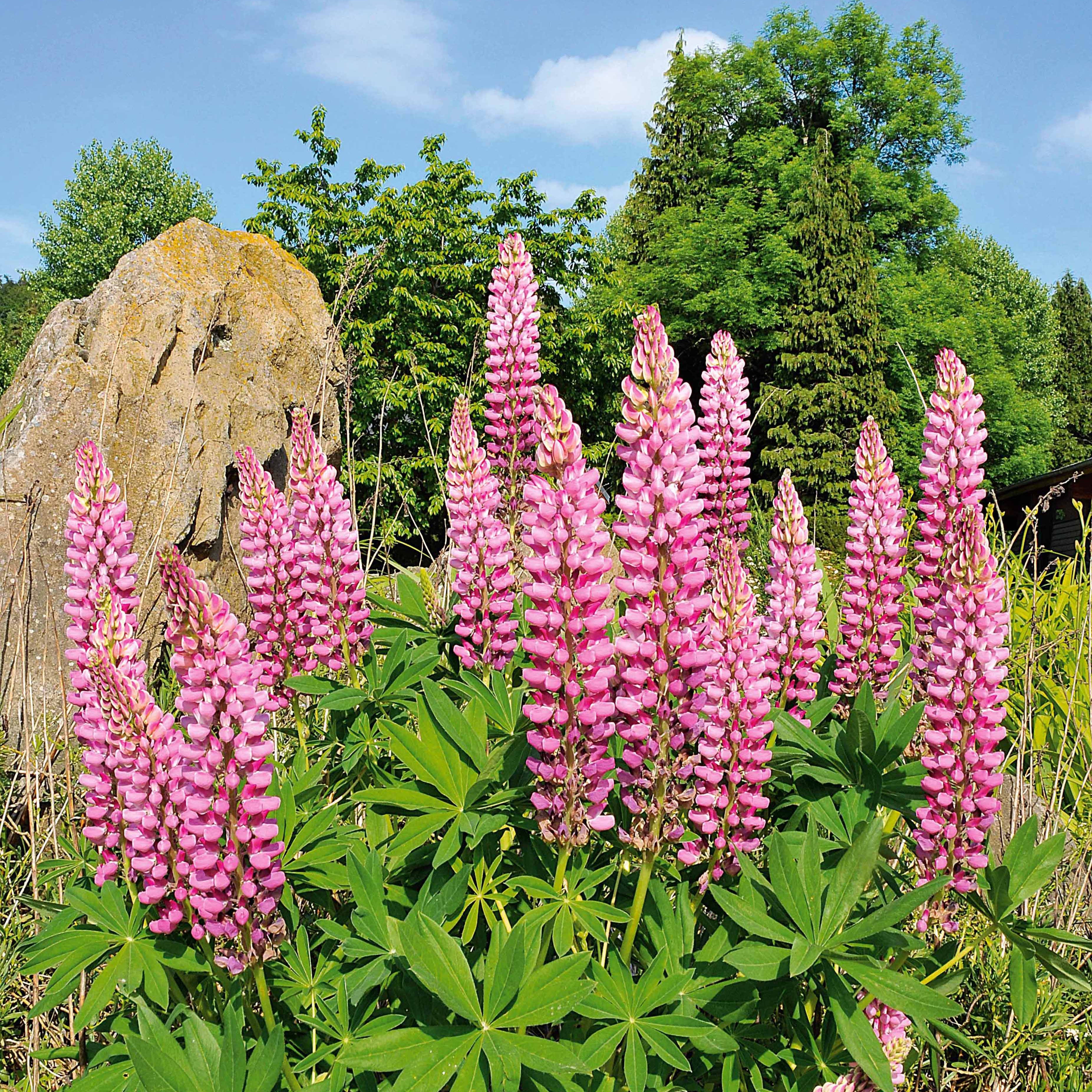 Bakker Lupins roses plante vivace lot 3 racines nues