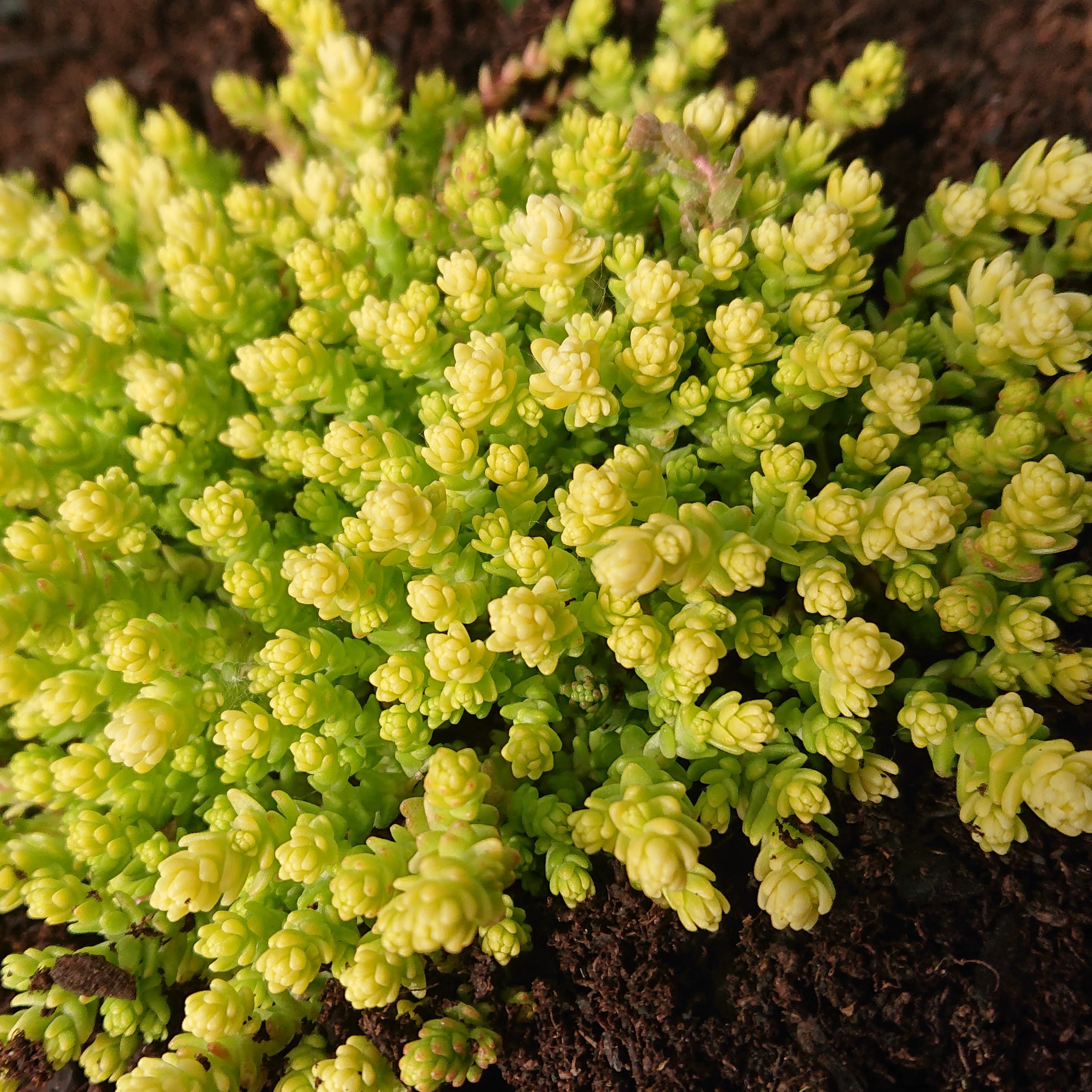 Passion Vivaces SEDUM acre Yellow Queen plante vivace pot 1L jaune