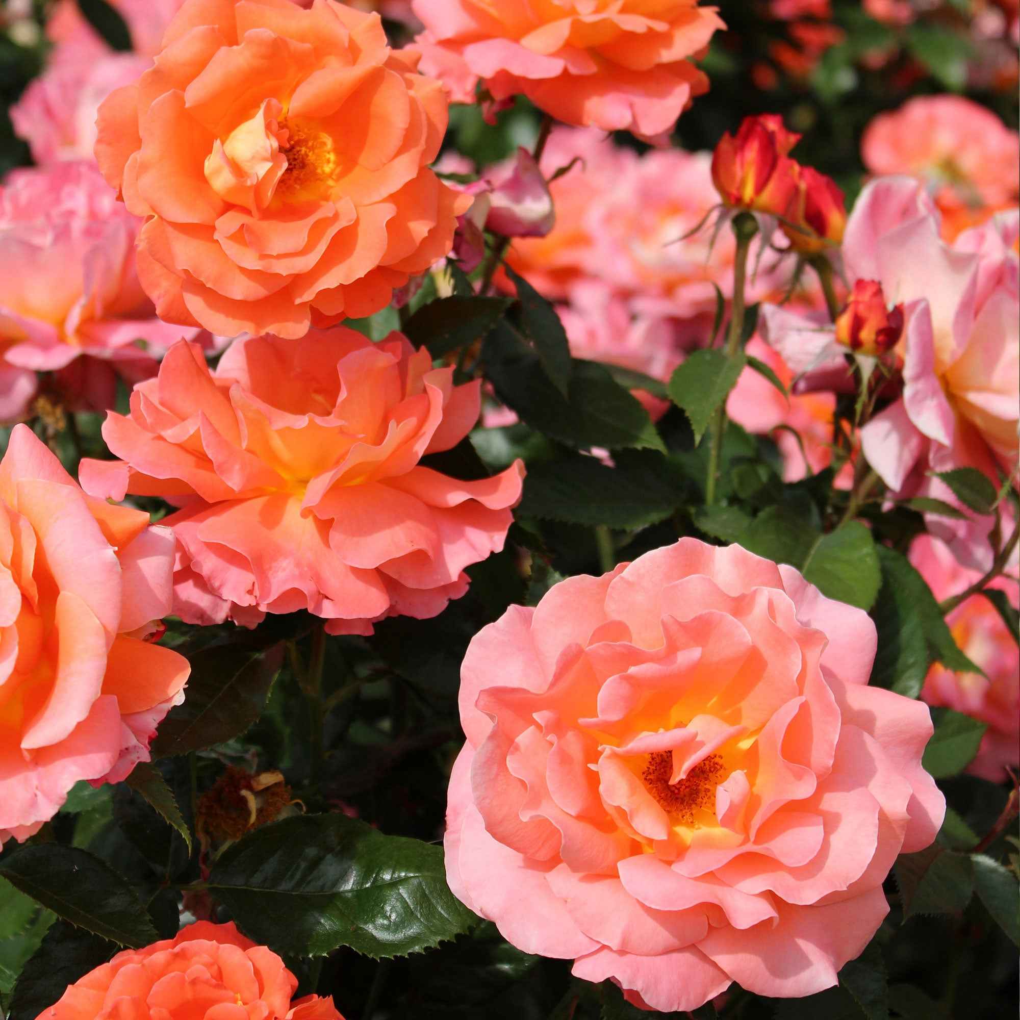 Bakker Rosiers Augusta Louise rosier racine nue saumon
