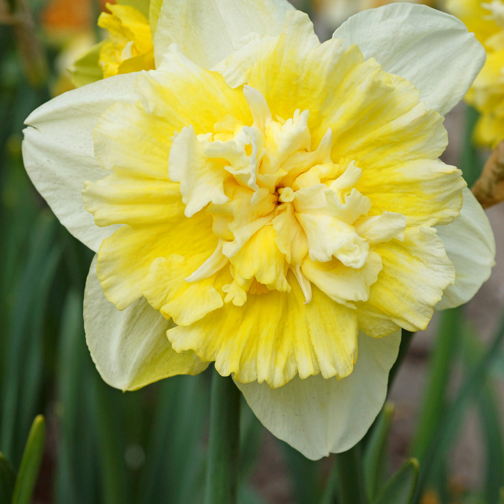 Bakker Bulbes 5 Narcisses Ice King bulbes jaune sachet 5
