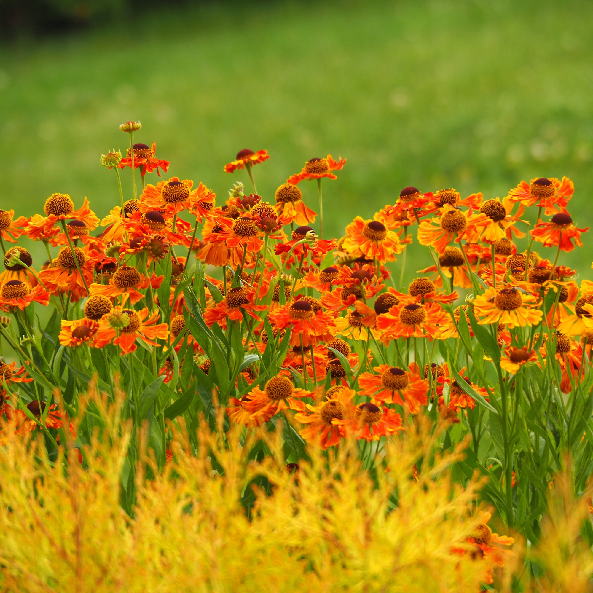 Bakker Waltraut hélénie pot 9cm fleur orange juillet-octobre