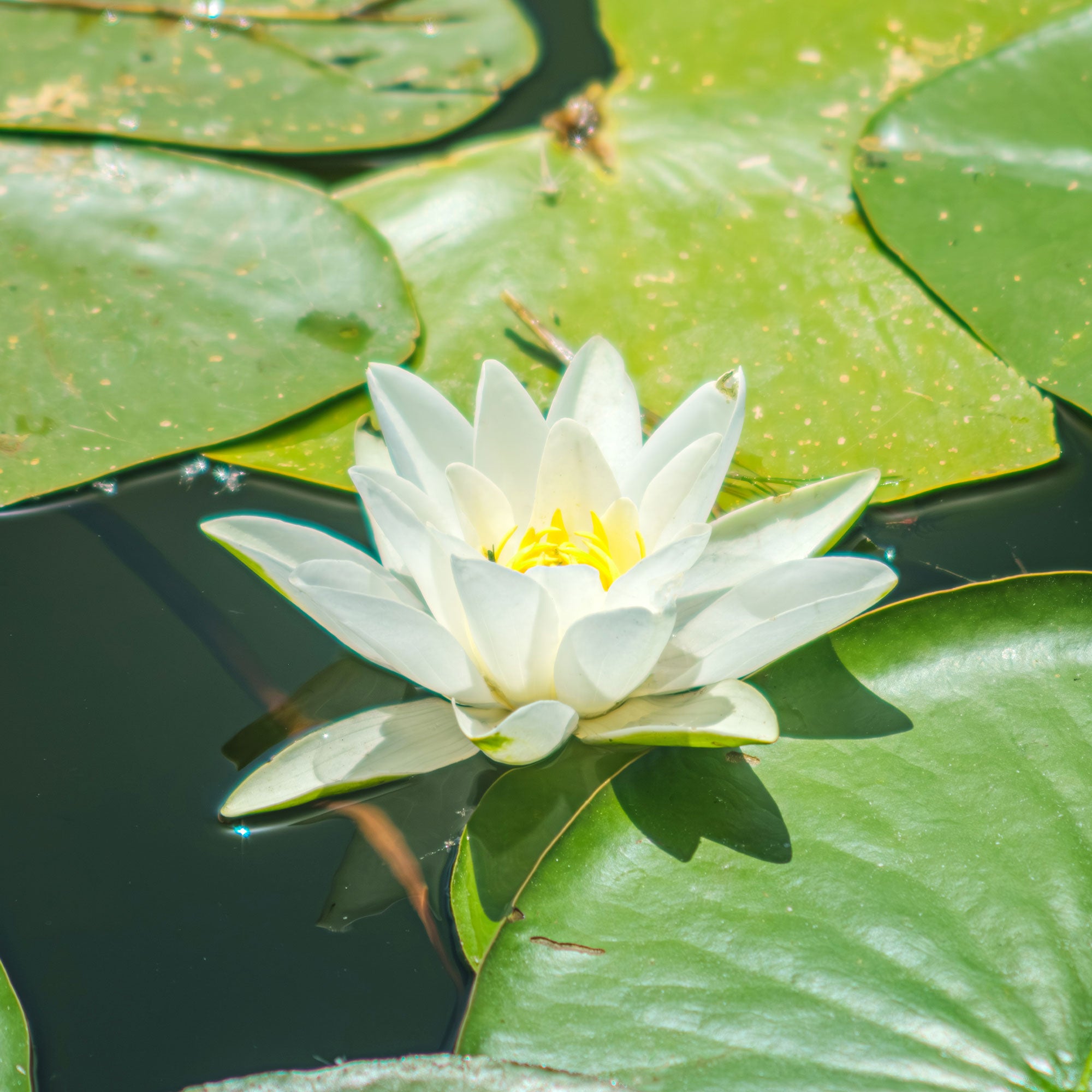 Bakker Nénuphar Gladstoniana blanc plante bassin pot 9cm
