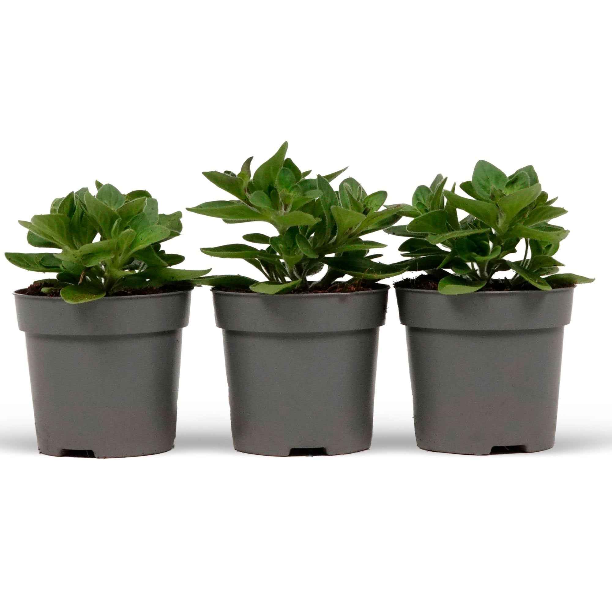 Bakker Pétunias des Alpes en mélange 3 pots Ø10,5cm cascade