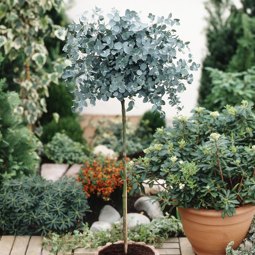 Bakker Eucalyptus sur tige arbre pot 3L tige 50cm persistant