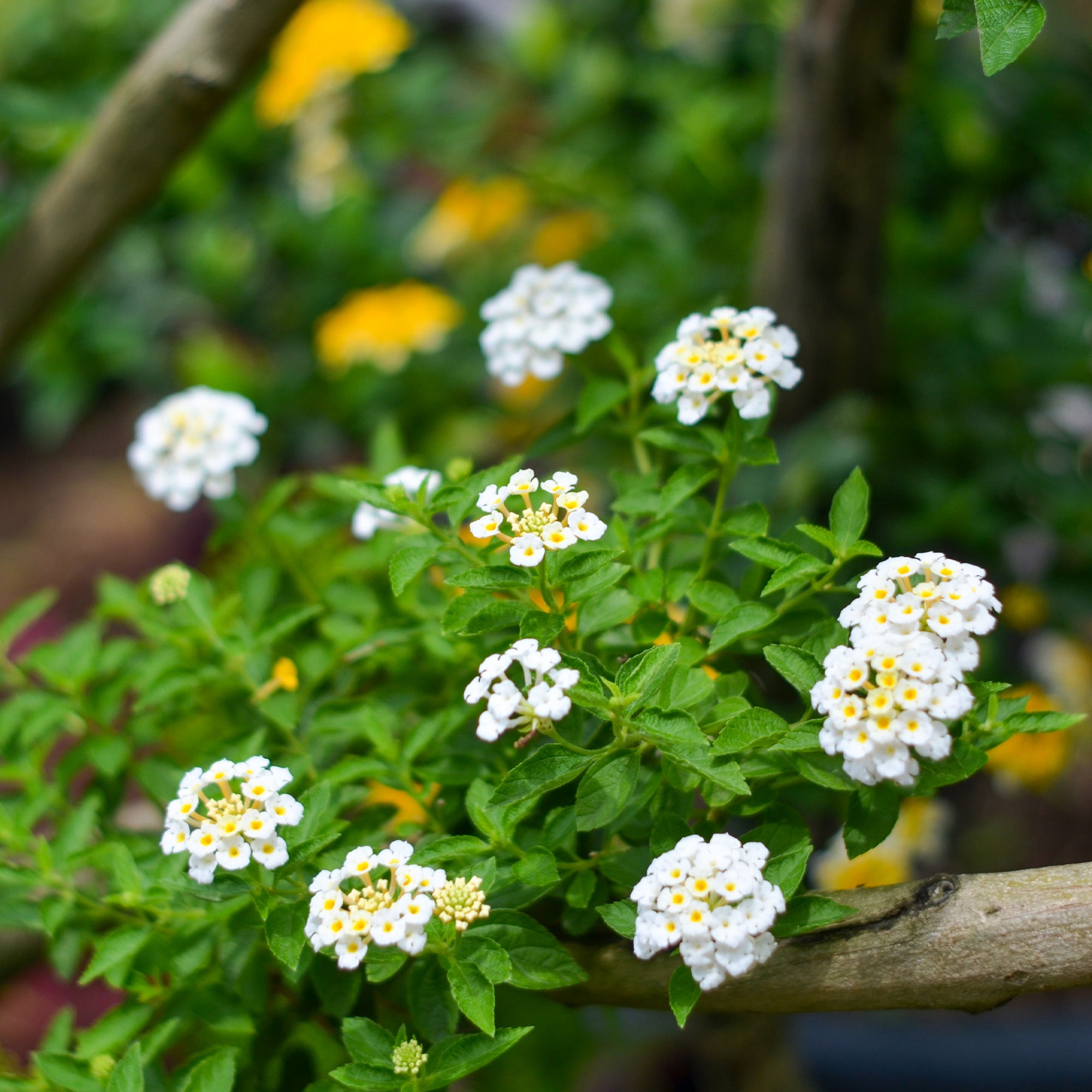 Bakker Lantana blanc fleur terrasse pot Ø10,5cm