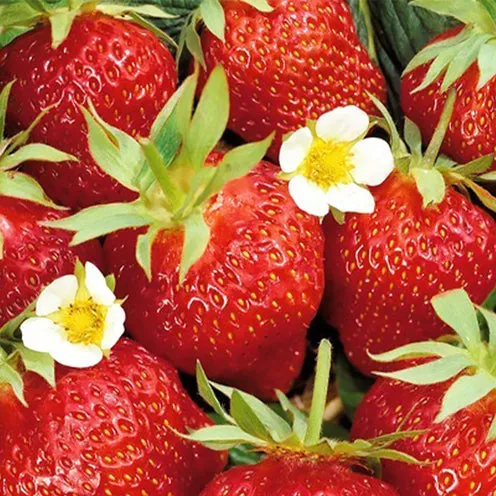 Bakker Ostara fraisier remontant paquet 10 racines nues sucré