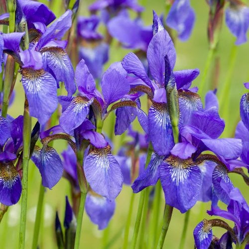 Bakker Iris de Sibérie Iris sibirica plante vivace pot 9cm