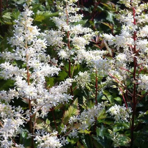 Bakker Astilbe Rock and Roll vivace blanche pot 9cm