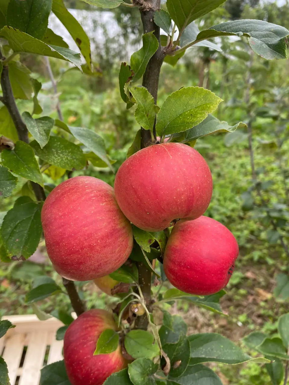 Michel Adam Reine des Reinettes pommier pomme pâtisserie