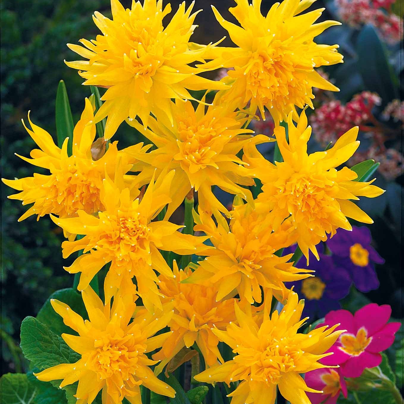 Bakker Collection 30 mini Narcisses bulbes Jet Fire sachet 30